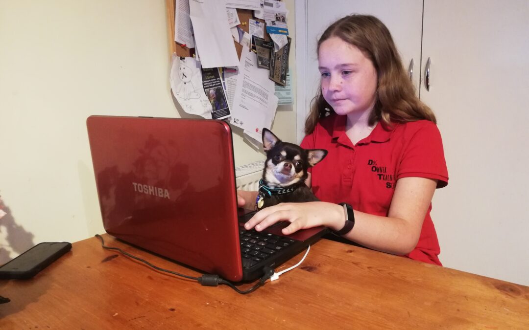 Puppy Training – Online vs Classes