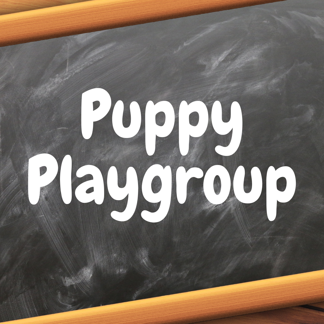 Puppy Playgroup