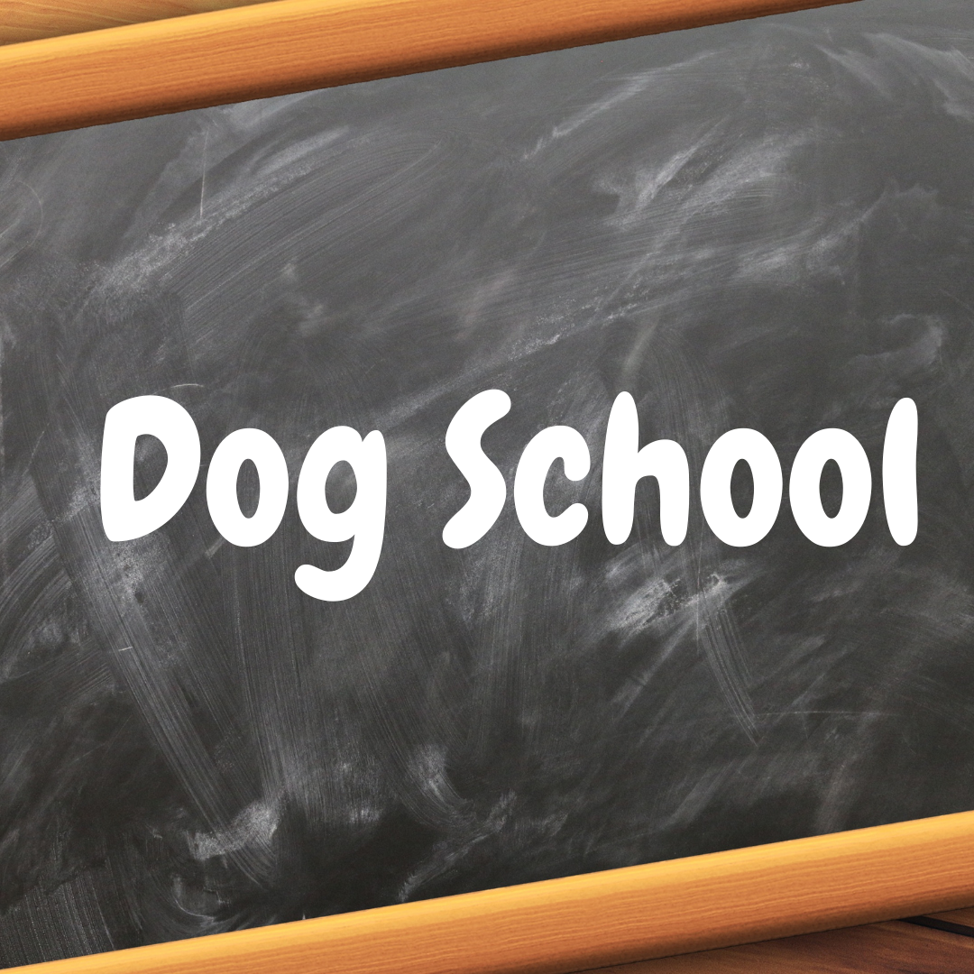 Dog School (Bronze / IMDT1) Starting Thursday 23rd June